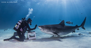 Shark Wrangler asking the Tiger Shark to 'stay' ;) by Ken Kiefer 